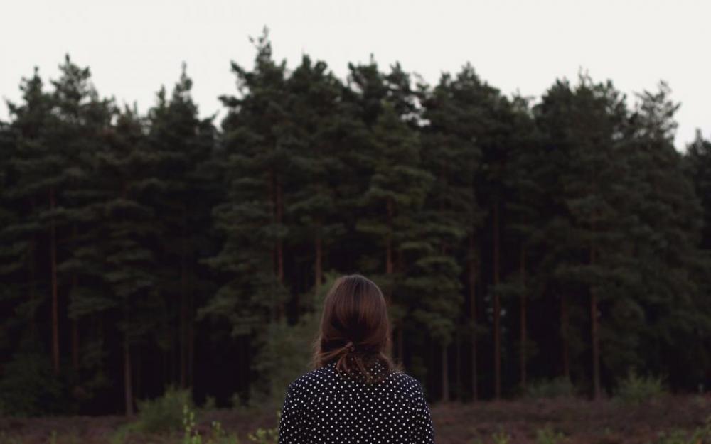 woods trees woodland forest outdoors woods trees woodland forest outdoors