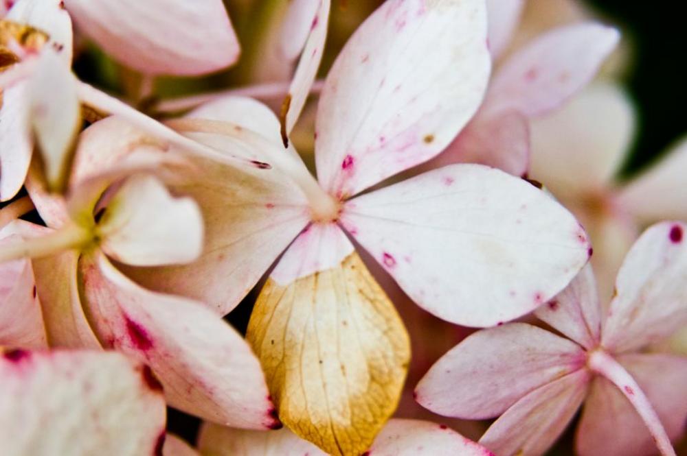 pink flowers petal nature pink flowers petal nature