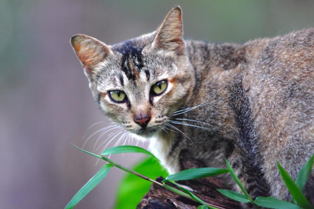green leaf plant outdoor cat green leaf plant outdoor cat