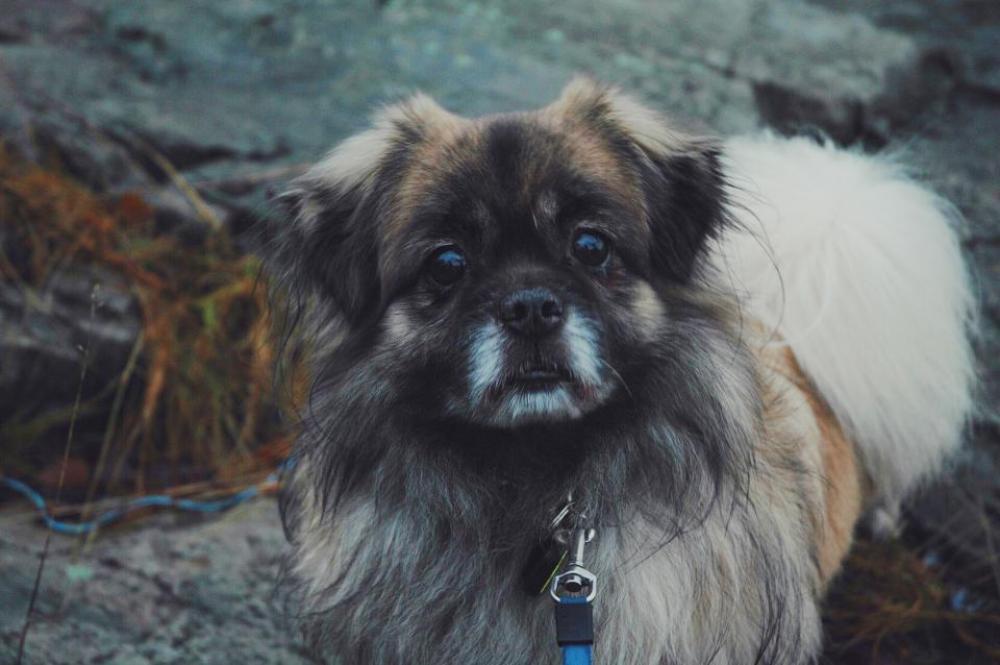 dog puppy animal cute pet dog puppy animal cute pet