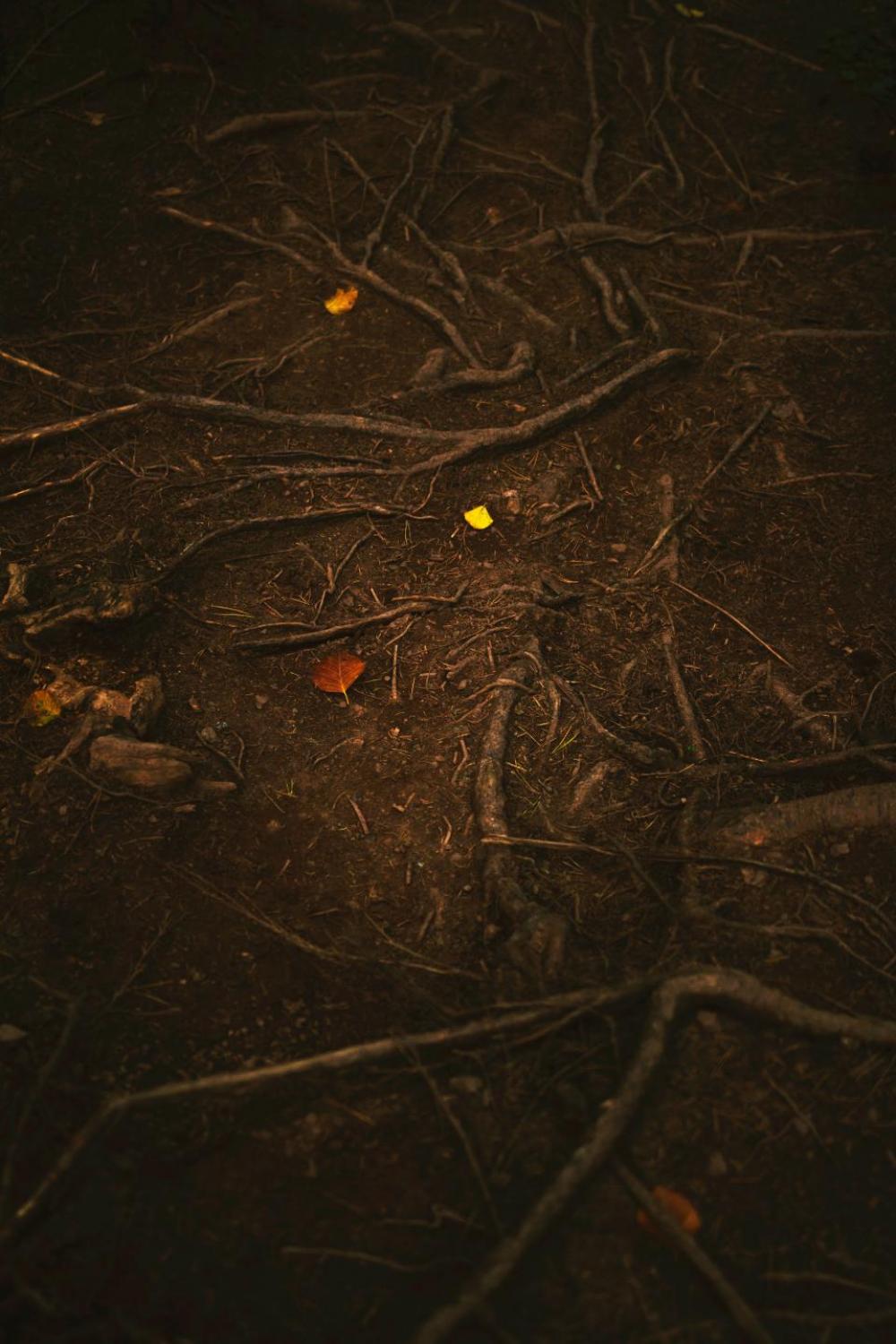 nature woods forest soil root nature woods forest soil root
