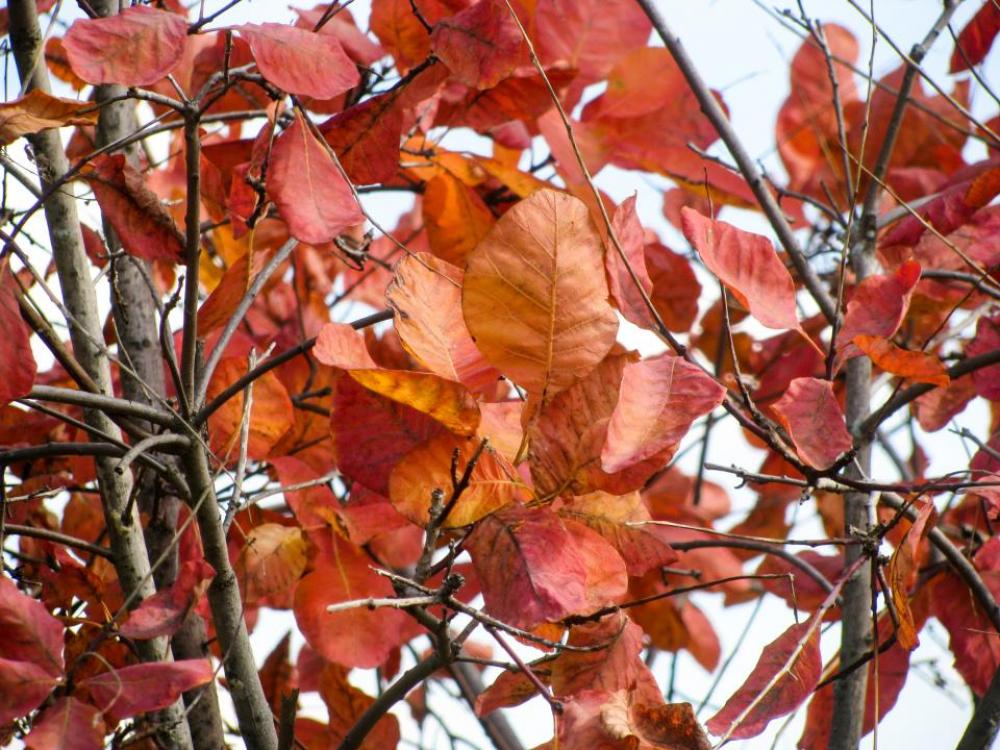 red leaves autumn branches red leaves autumn branches