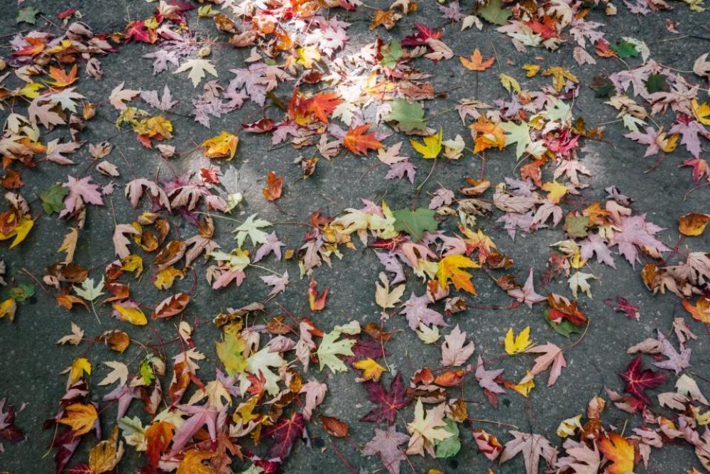 autumn fall leaves colors autumn fall leaves colors