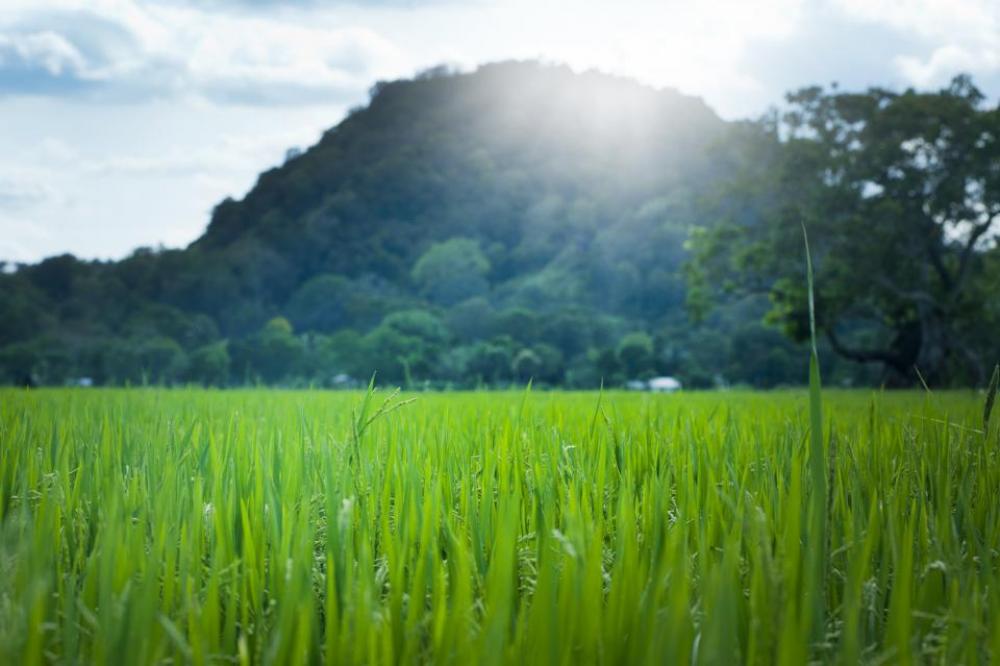 green leaves sun summer field green leaves sun summer field