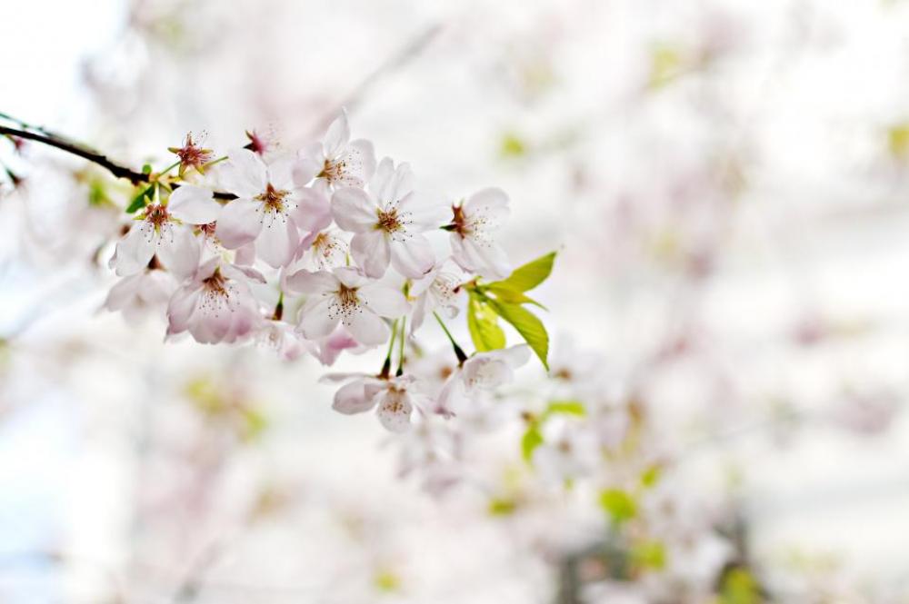 blossoms flowers trees branches nature blossoms flowers trees branches nature