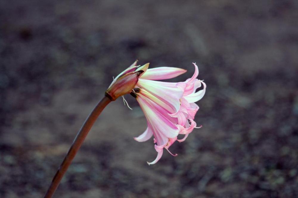 flower nature plant petals pink flower nature plant petals pink