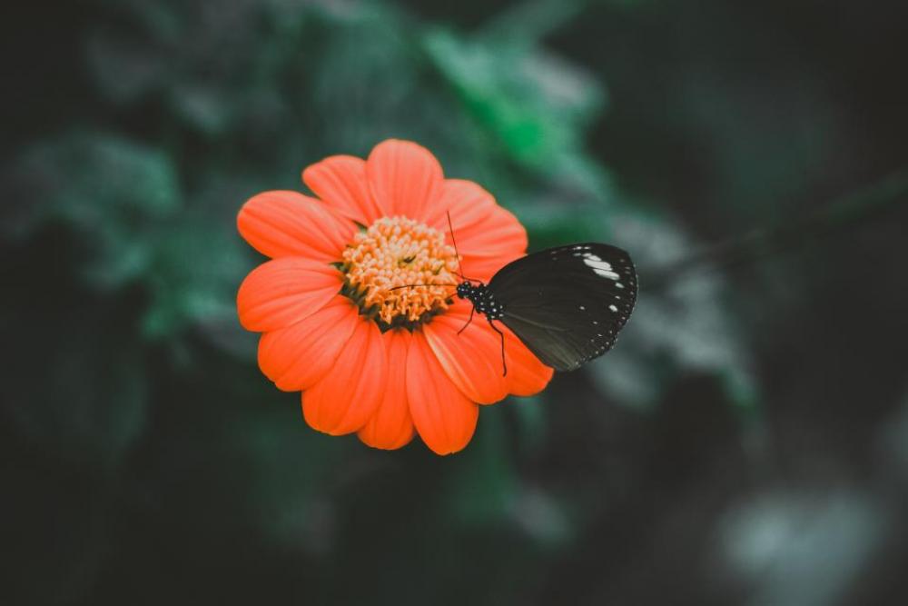 orange flower petal bloom butterfly orange flower petal bloom butterfly