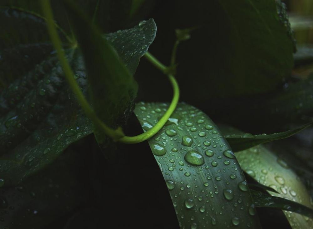 green leaf plant nature wet green leaf plant nature wet