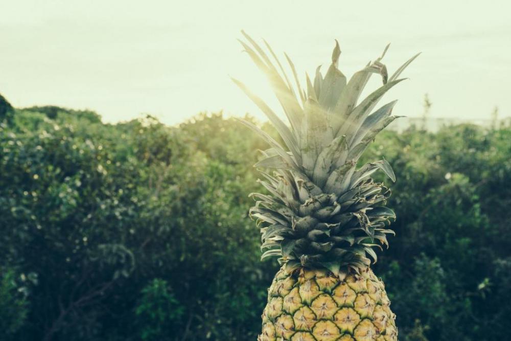 pineapple dessert appetizer fruit juice pineapple dessert appetizer fruit juice