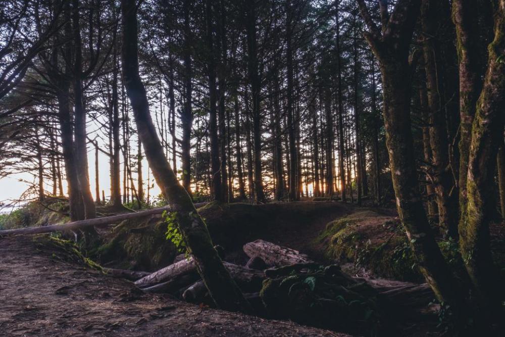 trees plant forest morning view trees plant forest morning view