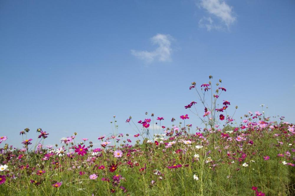 flowers nature blossoms field bed flowers nature blossoms field bed