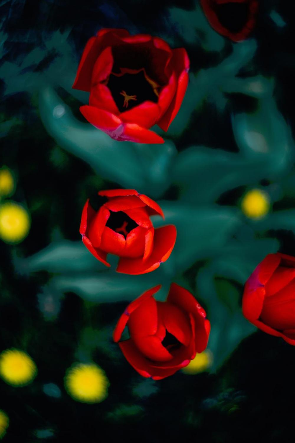 nature flower flowers bloom red nature flower flowers bloom red