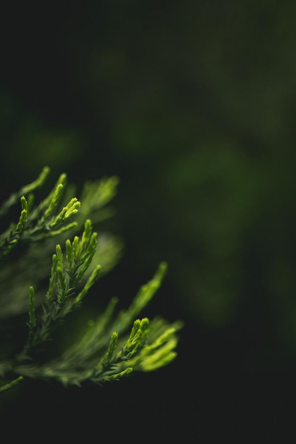 nature leaves green still bokeh nature leaves green still bokeh