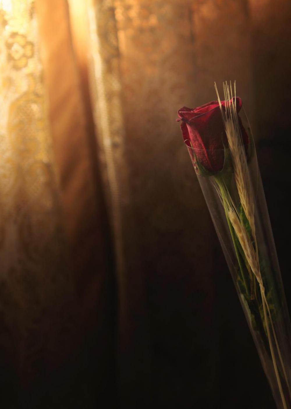 red roses flower curtain light red roses flower curtain light