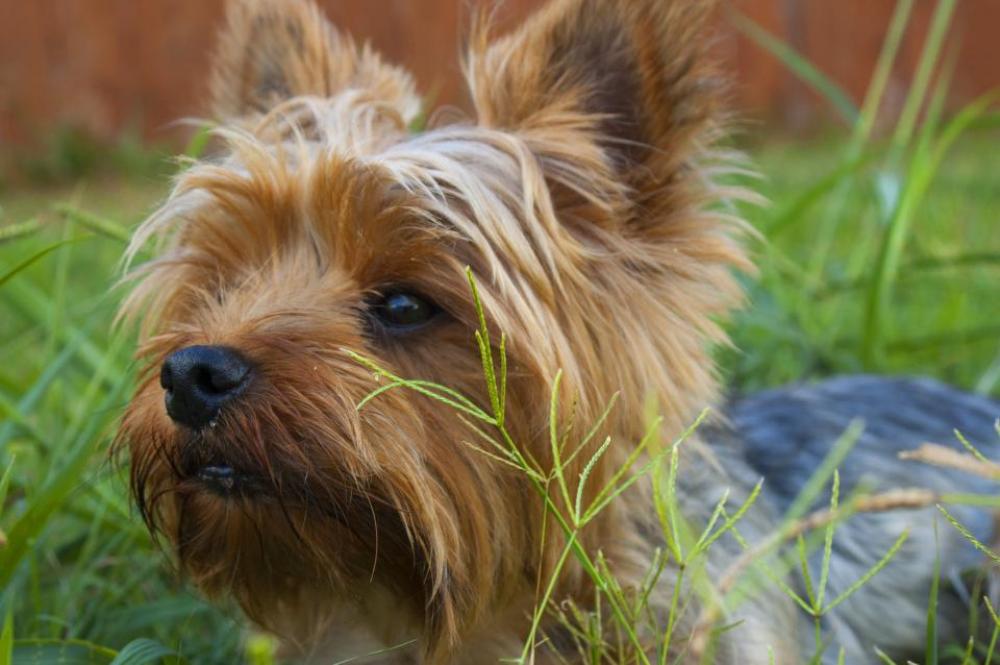 nature grass animals dogs cute nature grass animals dogs cute