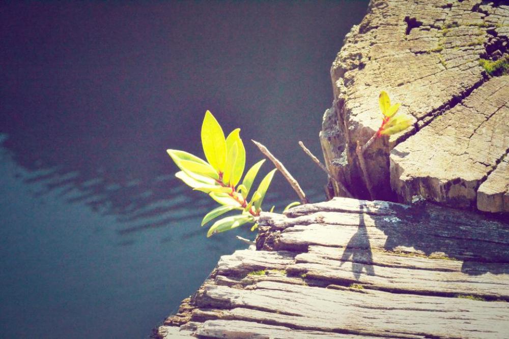 water flower sunshine wood water flower sunshine wood