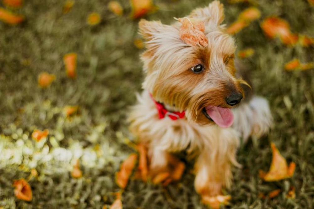 blur bokeh playground dog puppy blur bokeh playground dog puppy
