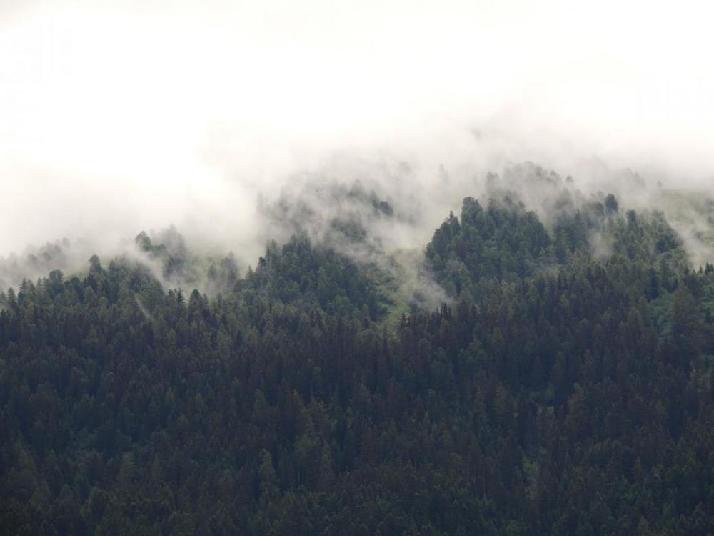 nature landscape green trees woods nature landscape green trees woods