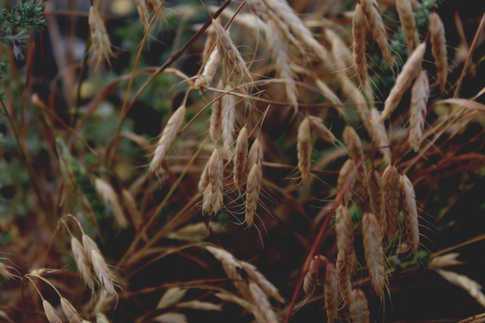 grass nature plants outdoors forest grass nature plants outdoors forest