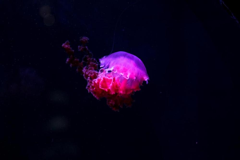 jellyfish underwater deep sea ocean jellyfish underwater deep sea ocean