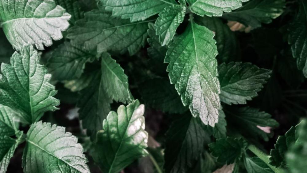 green plants leaves nature outdoors green plants leaves nature outdoors