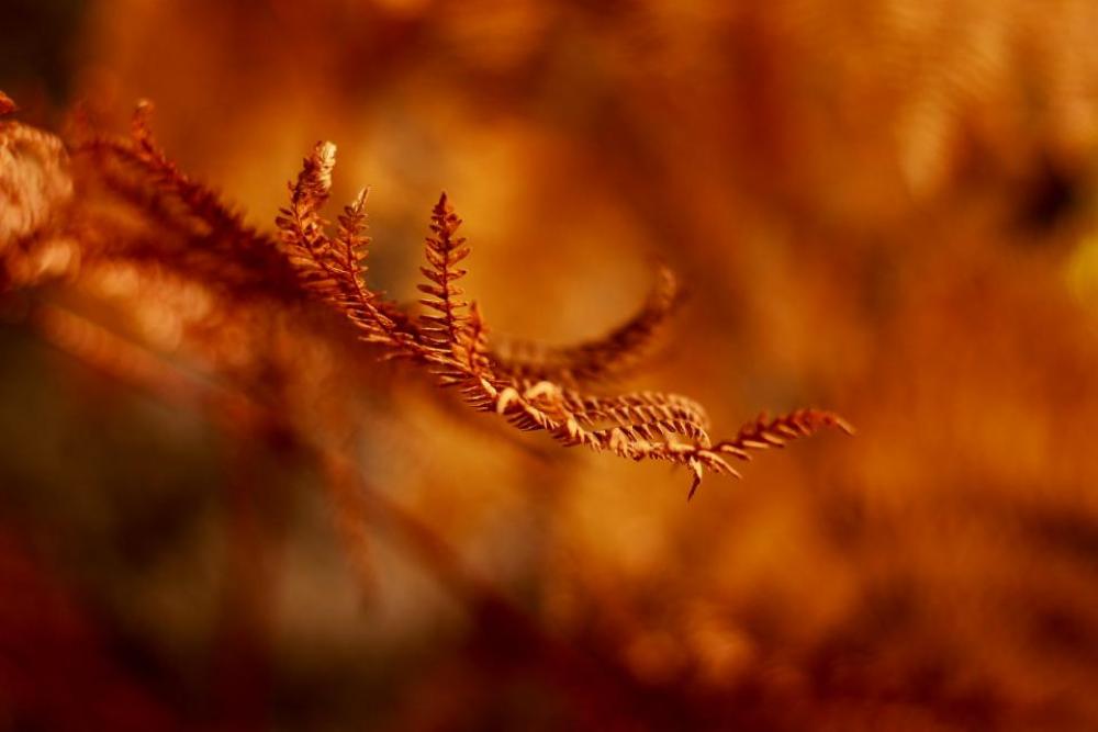 blur leaf plant nature grass blur leaf plant nature grass