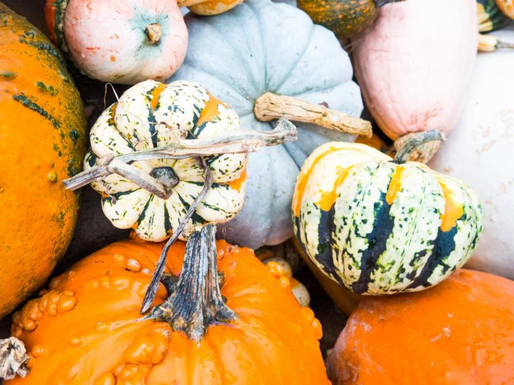 pumpkins halloween fall autumn nature pumpkins halloween fall autumn nature