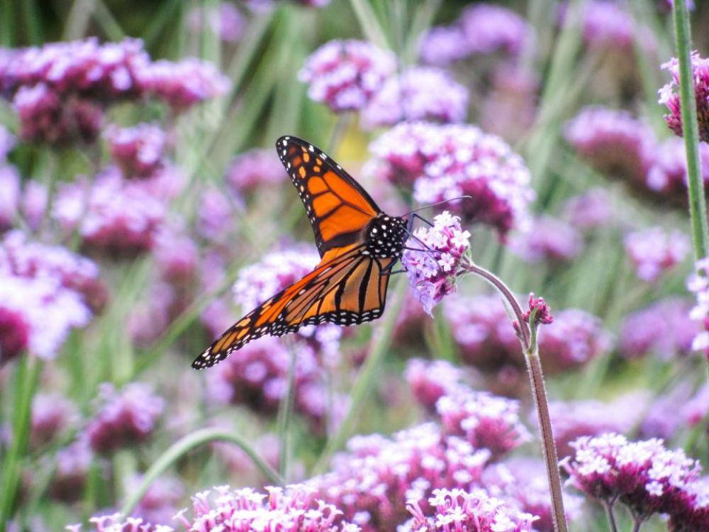 butterfly flowers plants butterfly flowers plants