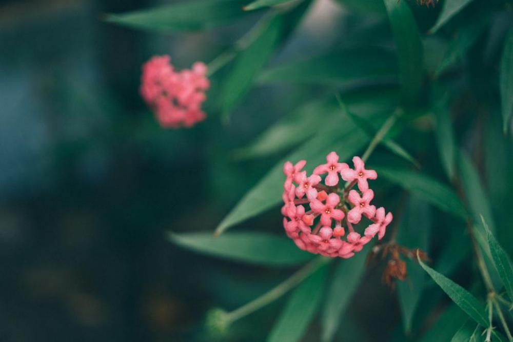 pink flower petal bloom nature pink flower petal bloom nature
