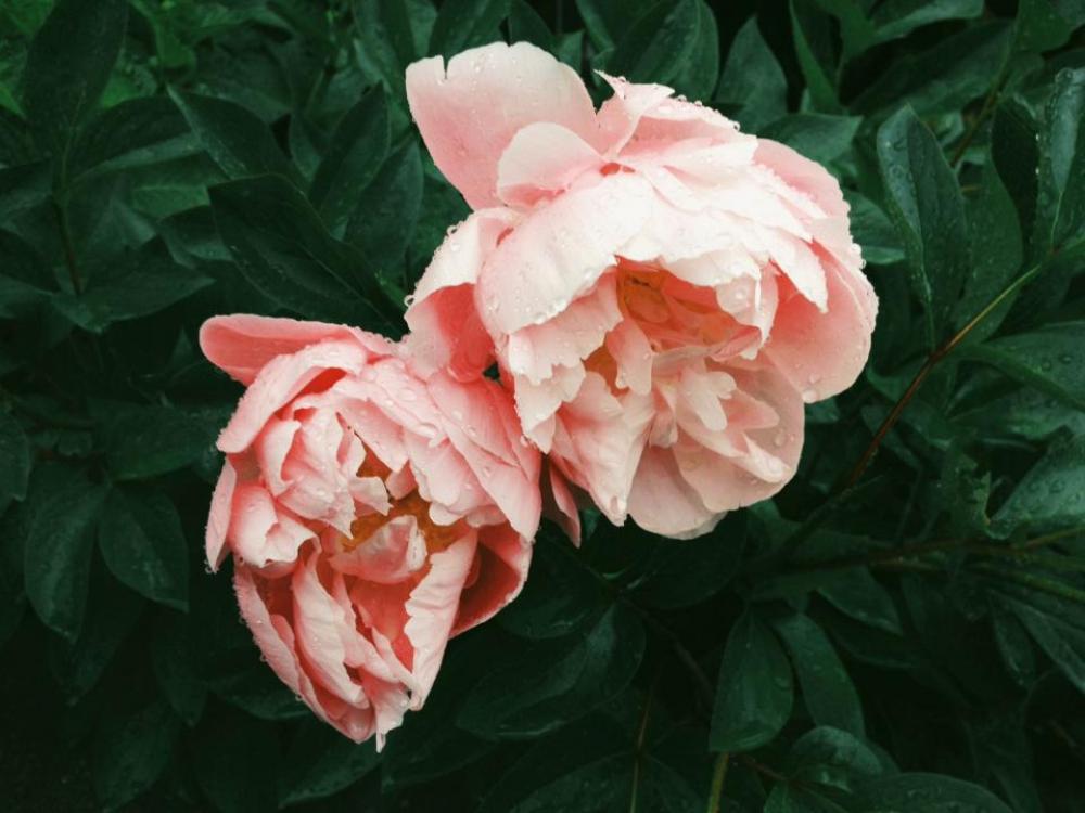 pink roses flowers nature pink roses flowers nature