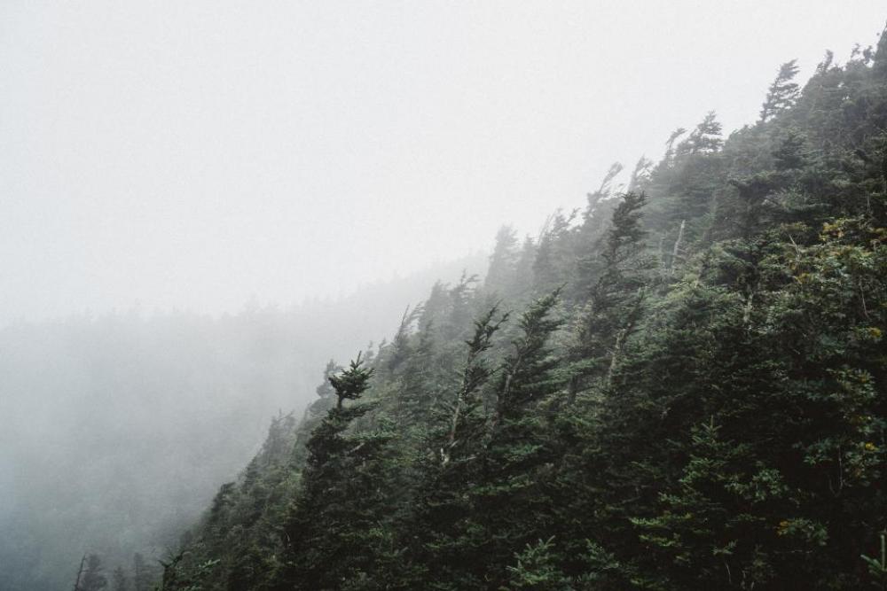 green trees plant nature mountain green trees plant nature mountain