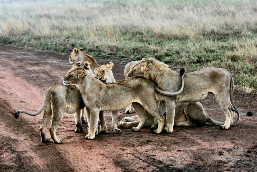 lion animal zoo forest wildlife lion animal zoo forest wildlife