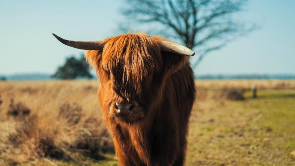 fur horn brown calf animal fur horn brown calf animal