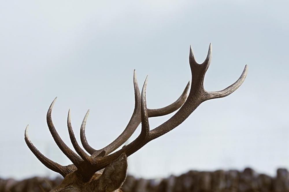 horn animal wildlife nature bone horn animal wildlife nature bone