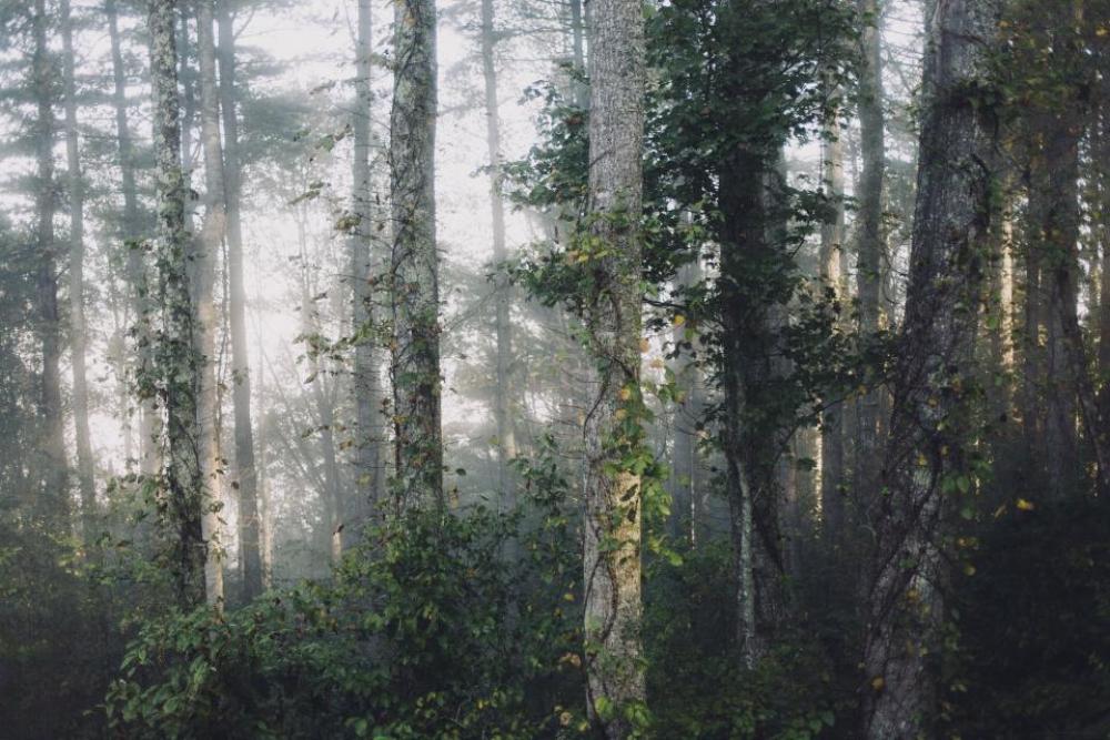 nature landscape woods forest trees nature landscape woods forest trees