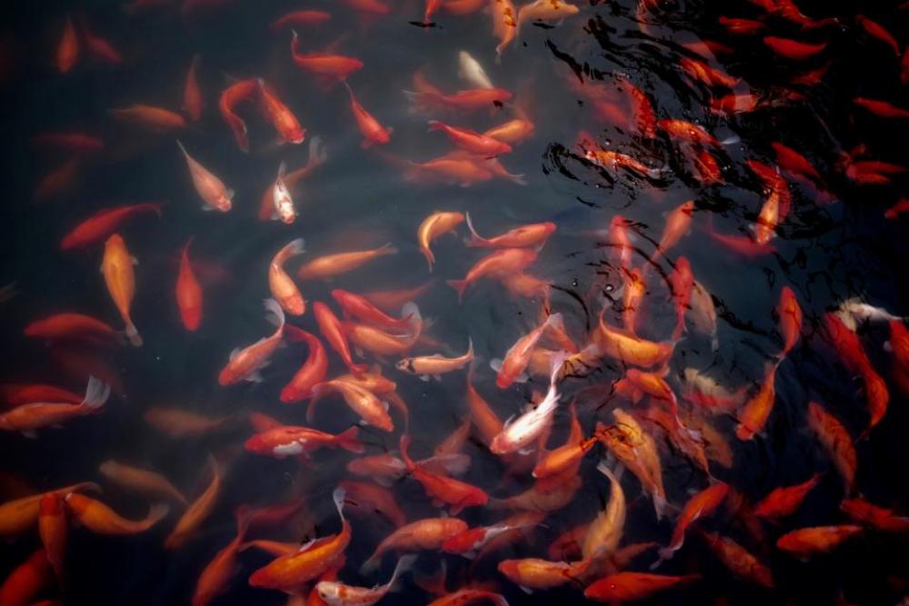 goldfish water pond aquatic animal aquarium goldfish water pond aquatic animal aquarium