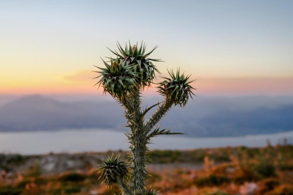 plant nature mountain sea ocean plant nature mountain sea ocean