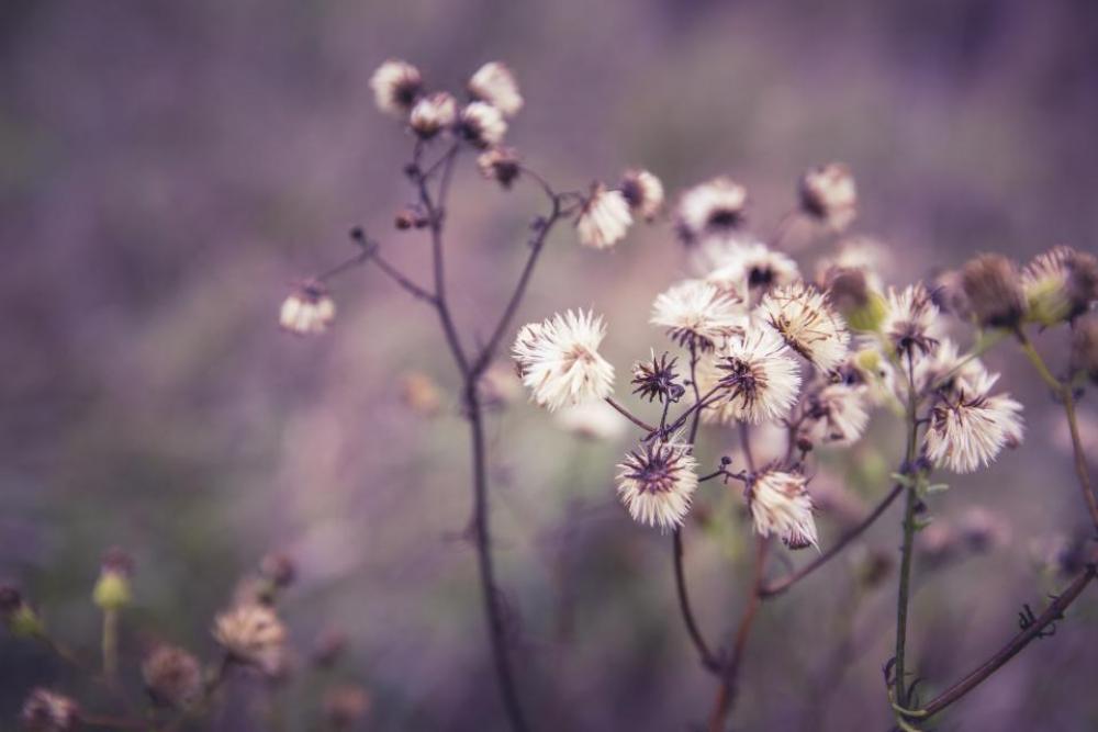 flowers nature blossoms branches stems flowers nature blossoms branches stems