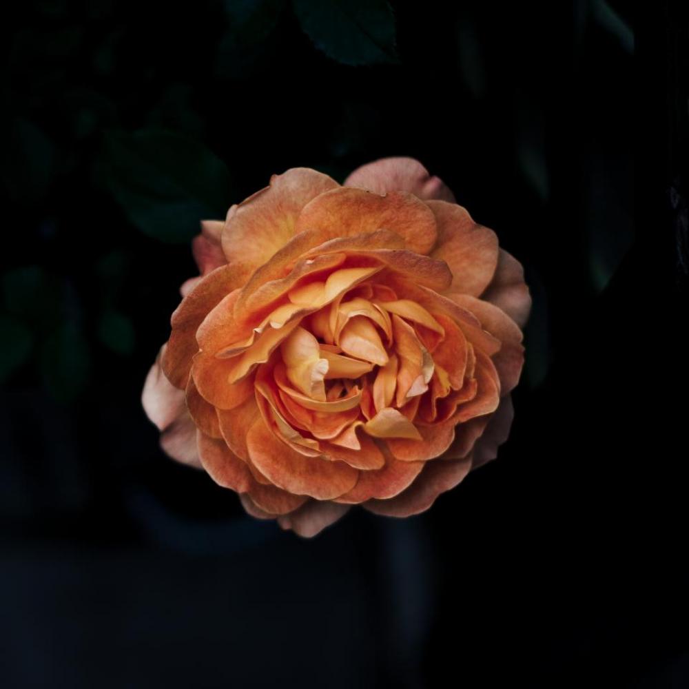 flowers nature blossoms pink peach flowers nature blossoms pink peach