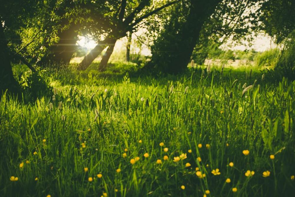 nature plains forests trees grass nature plains forests trees grass