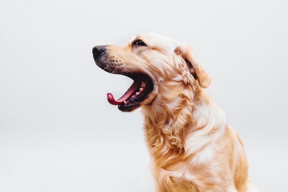 dog pet golden retriever yawn tongue dog pet golden retriever yawn tongue