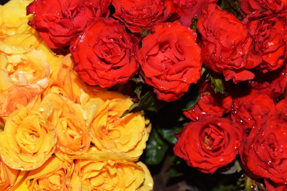 roses water droplets flowers bouquet roses water droplets flowers bouquet