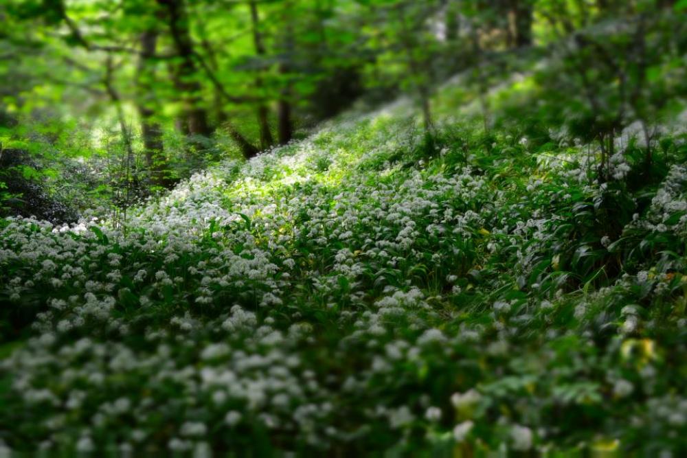 flowers nature blossoms field bed flowers nature blossoms field bed