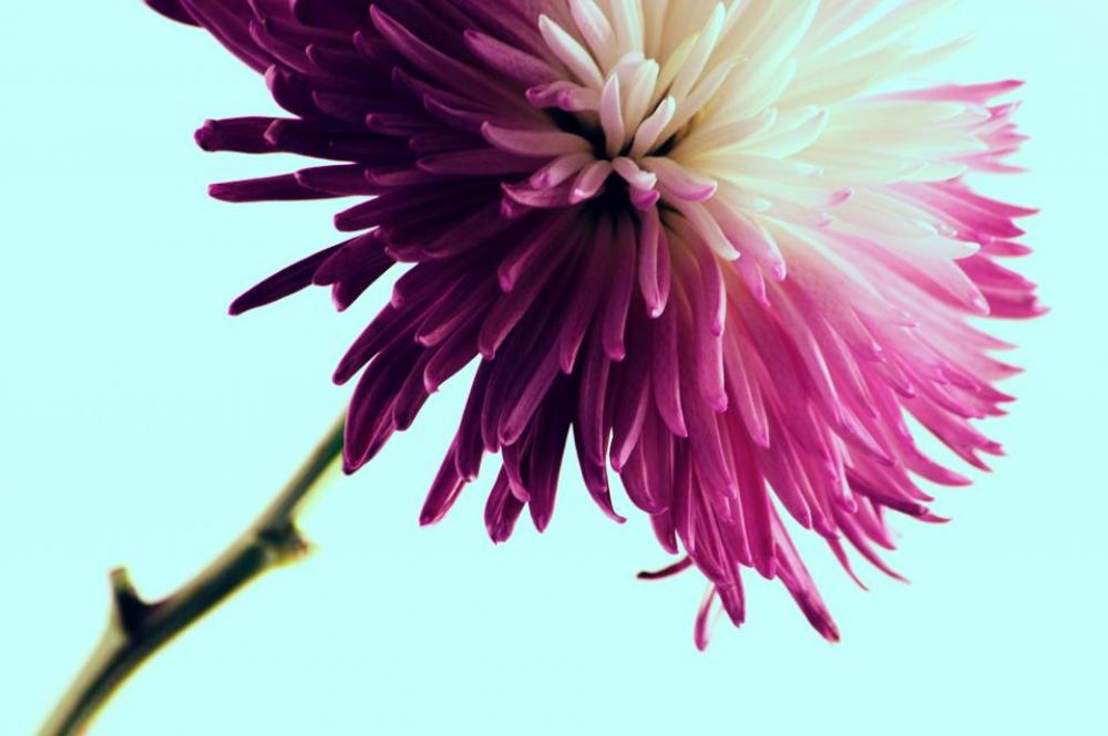 flower pink petal bloom garden flower pink petal bloom garden