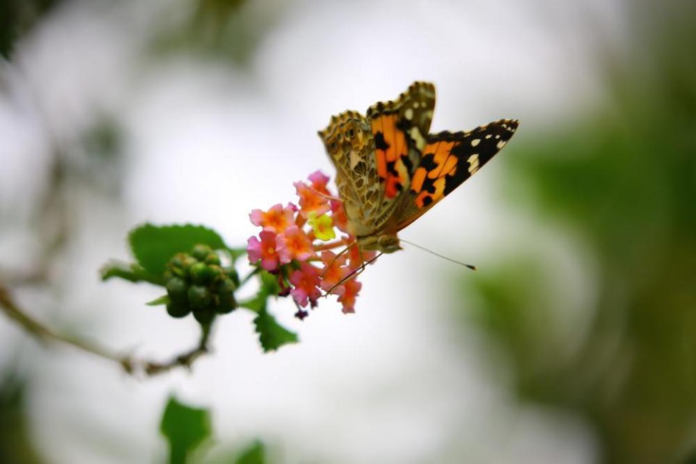 butterfly tropical flower bloom nature butterfly tropical flower bloom nature