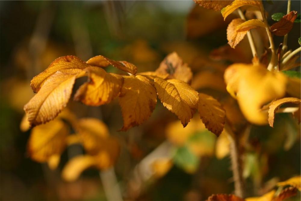 autumn fall leaves autumn fall leaves