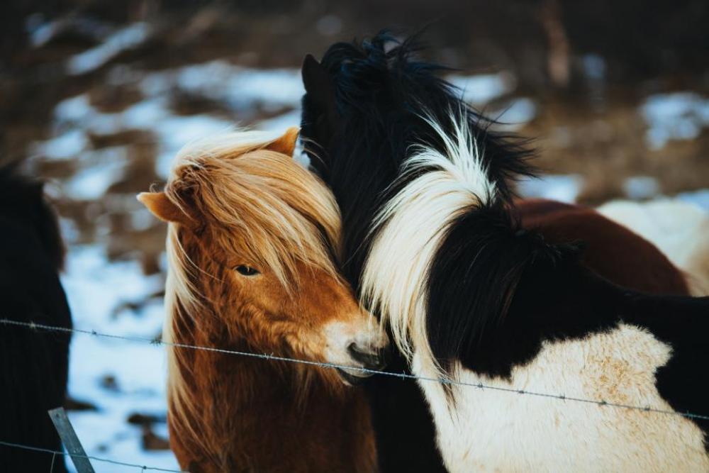 horses animals hair mane barb wire horses animals hair mane barb wire