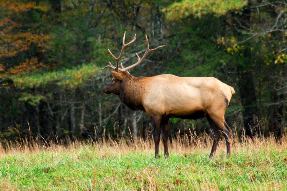 deer animal wildlife green grass deer animal wildlife green grass