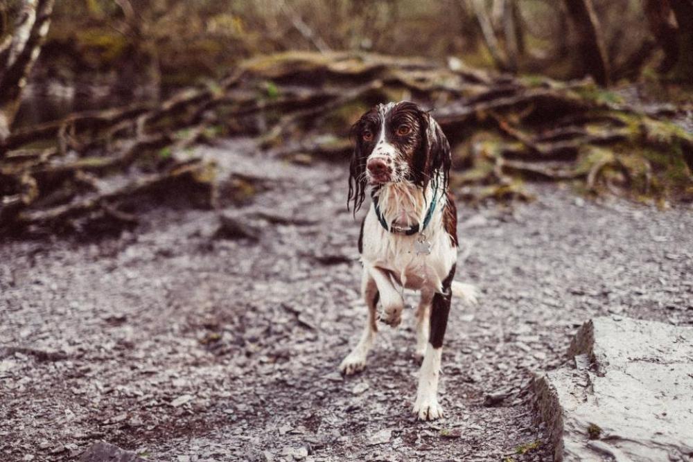 wet dog animal friend outdoor wet dog animal friend outdoor