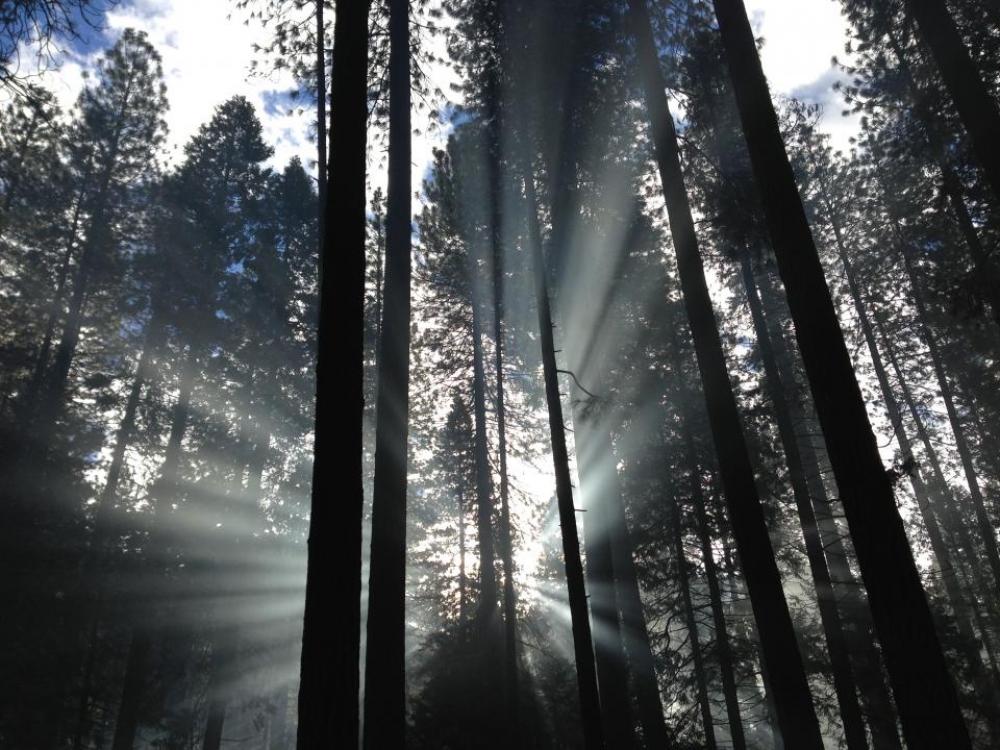 nature landscape woods forest trees nature landscape woods forest trees